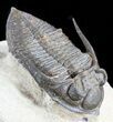 Zlichovaspis Trilobite - Lghaft, Morocco #49898-3